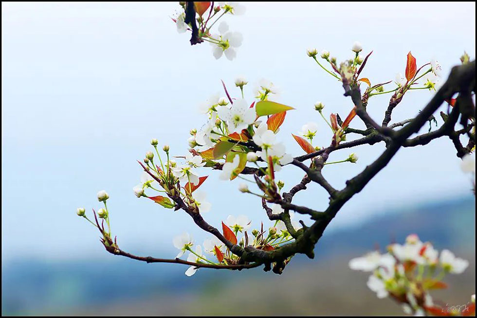 【春天，广西桂林灌阳县向您发出邀请！】我们在灌阳看梨花 - 游山玩水 - 雅安生活社区 - 雅安28生活网 ya.28life.com