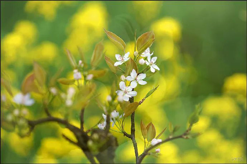 【春天，广西桂林灌阳县向您发出邀请！】我们在灌阳看梨花 - 游山玩水 - 雅安生活社区 - 雅安28生活网 ya.28life.com