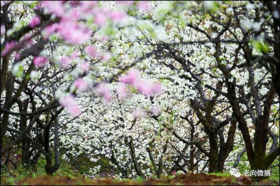 【春天，广西桂林灌阳县向您发出邀请！】我们在灌阳看梨花 - 游山玩水 - 雅安生活社区 - 雅安28生活网 ya.28life.com