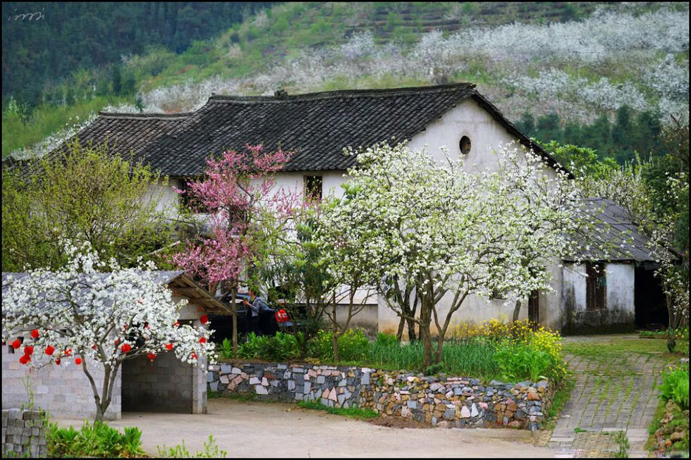 【春天，广西桂林灌阳县向您发出邀请！】我们在灌阳看梨花 - 游山玩水 - 雅安生活社区 - 雅安28生活网 ya.28life.com