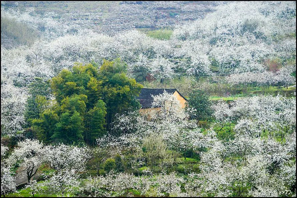 【春天，广西桂林灌阳县向您发出邀请！】我们在灌阳看梨花 - 游山玩水 - 雅安生活社区 - 雅安28生活网 ya.28life.com