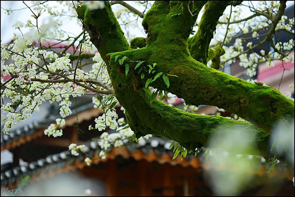 【春天，广西桂林灌阳县向您发出邀请！】我们在灌阳看梨花 - 游山玩水 - 雅安生活社区 - 雅安28生活网 ya.28life.com