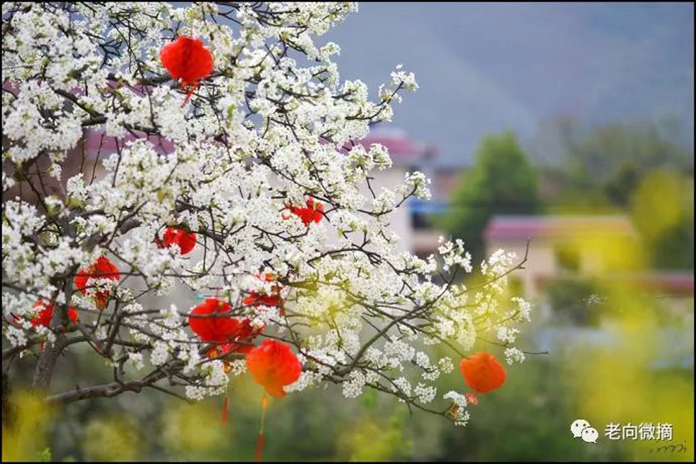 【春天，广西桂林灌阳县向您发出邀请！】我们在灌阳看梨花 - 游山玩水 - 雅安生活社区 - 雅安28生活网 ya.28life.com
