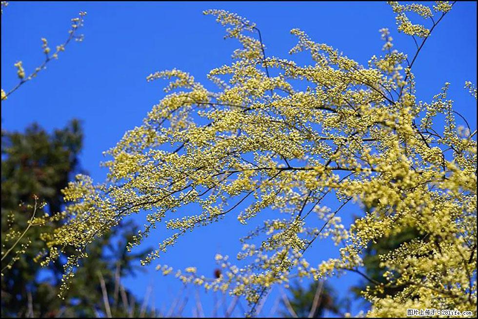 【春天,广西桂林灌阳县向您发出邀请!】米珠山前有片山苍子花在飘香 - 游山玩水 - 雅安生活社区 - 雅安28生活网 ya.28life.com