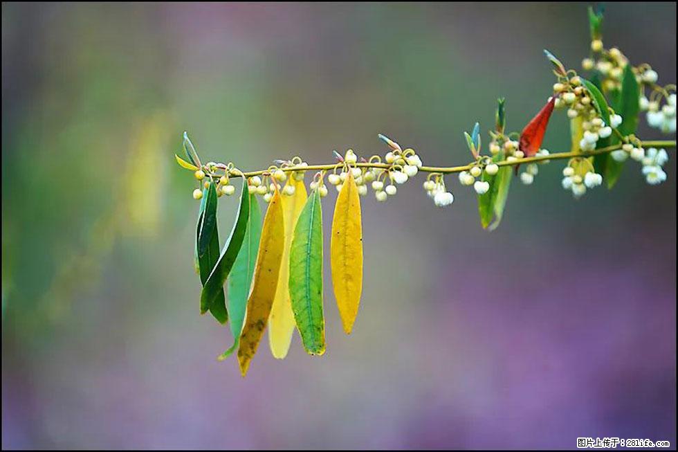 【春天,广西桂林灌阳县向您发出邀请!】米珠山前有片山苍子花在飘香 - 游山玩水 - 雅安生活社区 - 雅安28生活网 ya.28life.com