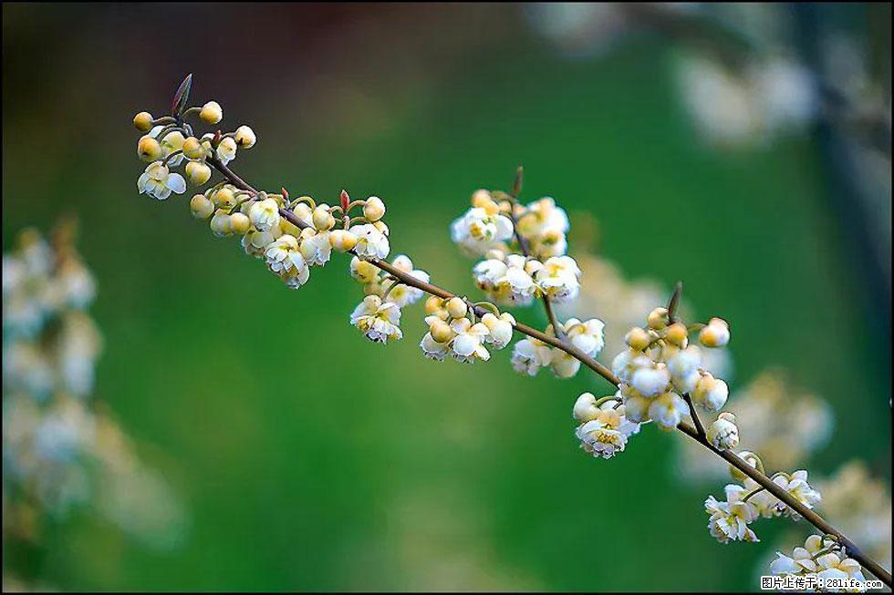 【春天,广西桂林灌阳县向您发出邀请!】米珠山前有片山苍子花在飘香 - 游山玩水 - 雅安生活社区 - 雅安28生活网 ya.28life.com