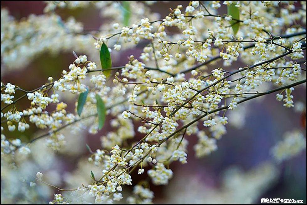 【春天,广西桂林灌阳县向您发出邀请!】米珠山前有片山苍子花在飘香 - 游山玩水 - 雅安生活社区 - 雅安28生活网 ya.28life.com