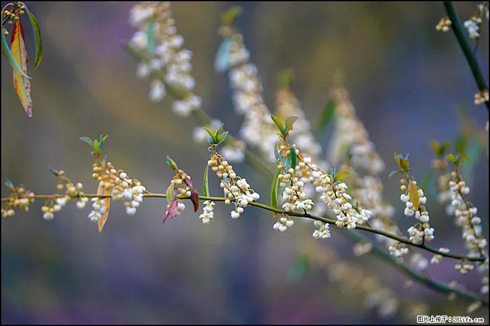 【春天,广西桂林灌阳县向您发出邀请!】米珠山前有片山苍子花在飘香 - 游山玩水 - 雅安生活社区 - 雅安28生活网 ya.28life.com