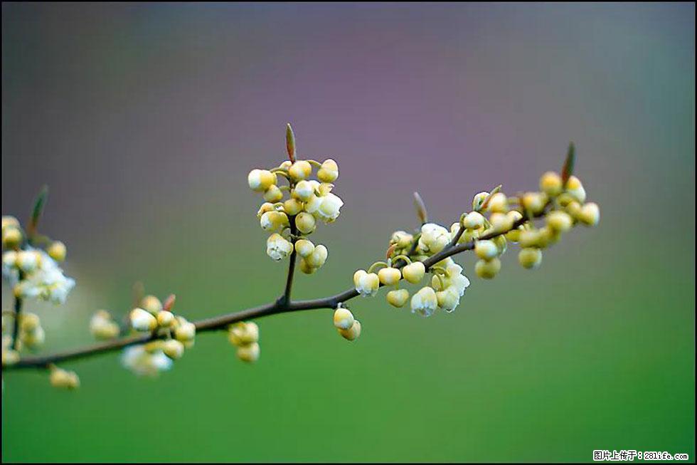 【春天,广西桂林灌阳县向您发出邀请!】米珠山前有片山苍子花在飘香 - 游山玩水 - 雅安生活社区 - 雅安28生活网 ya.28life.com