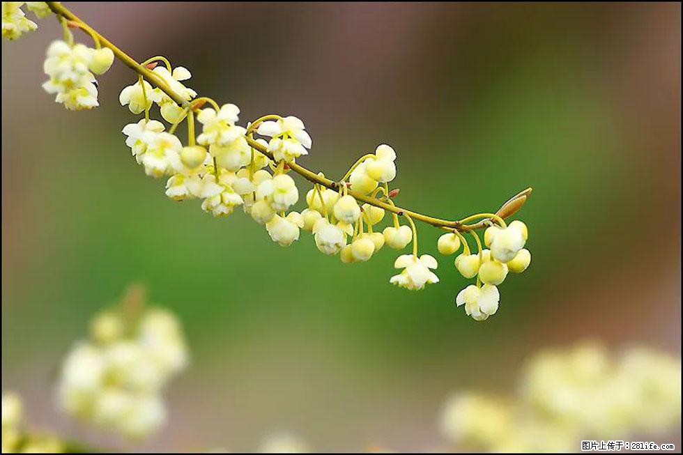 【春天,广西桂林灌阳县向您发出邀请!】米珠山前有片山苍子花在飘香 - 游山玩水 - 雅安生活社区 - 雅安28生活网 ya.28life.com