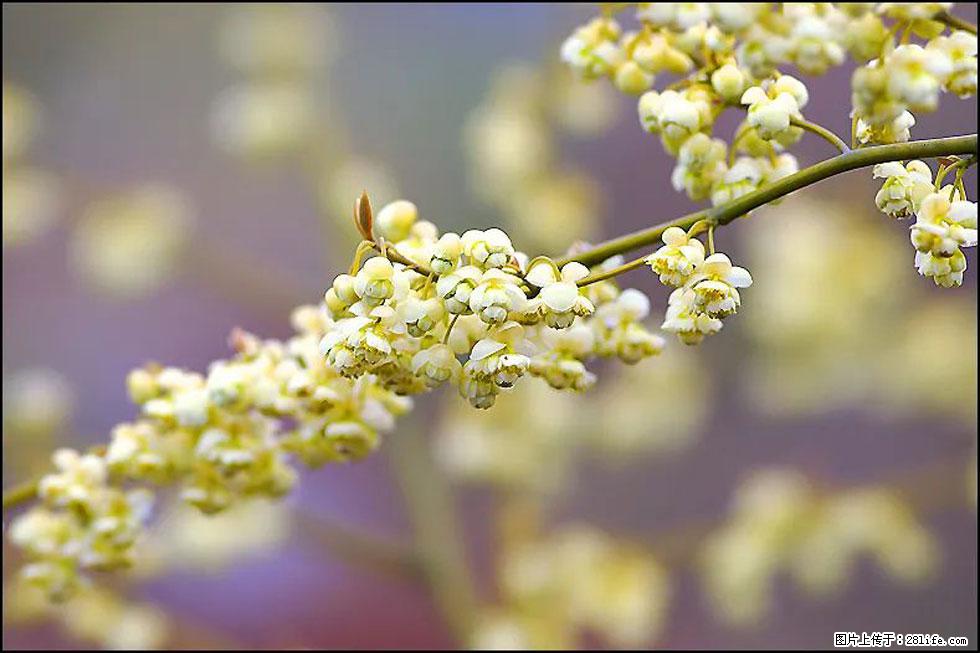 【春天,广西桂林灌阳县向您发出邀请!】米珠山前有片山苍子花在飘香 - 游山玩水 - 雅安生活社区 - 雅安28生活网 ya.28life.com