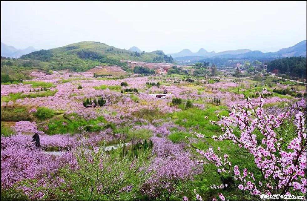 【春天,广西桂林灌阳县向您发出邀请!】官庄村有个醉美的桃花园 - 游山玩水 - 雅安生活社区 - 雅安28生活网 ya.28life.com