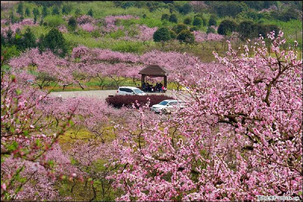 【春天,广西桂林灌阳县向您发出邀请!】官庄村有个醉美的桃花园 - 游山玩水 - 雅安生活社区 - 雅安28生活网 ya.28life.com