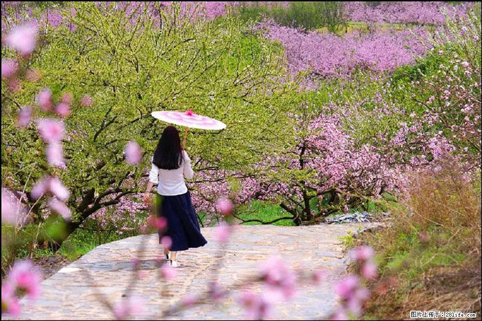 【春天,广西桂林灌阳县向您发出邀请!】官庄村有个醉美的桃花园 - 游山玩水 - 雅安生活社区 - 雅安28生活网 ya.28life.com