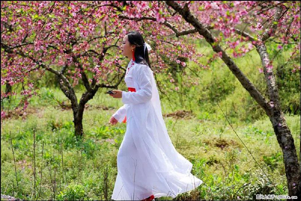 【春天,广西桂林灌阳县向您发出邀请!】官庄村有个醉美的桃花园 - 游山玩水 - 雅安生活社区 - 雅安28生活网 ya.28life.com