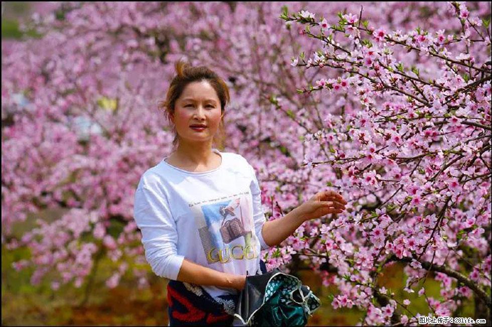 【春天,广西桂林灌阳县向您发出邀请!】官庄村有个醉美的桃花园 - 游山玩水 - 雅安生活社区 - 雅安28生活网 ya.28life.com