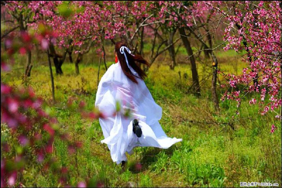 【春天,广西桂林灌阳县向您发出邀请!】官庄村有个醉美的桃花园 - 游山玩水 - 雅安生活社区 - 雅安28生活网 ya.28life.com