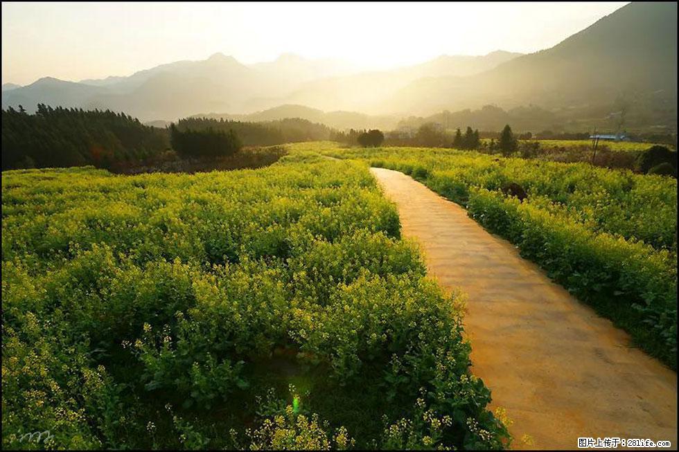 【春天，广西桂林灌阳县向您发出邀请！】长坪村油菜盛情花开 - 游山玩水 - 雅安生活社区 - 雅安28生活网 ya.28life.com