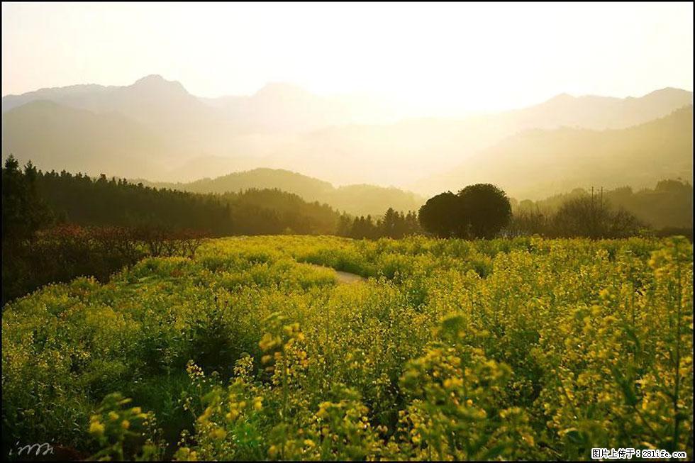 【春天，广西桂林灌阳县向您发出邀请！】长坪村油菜盛情花开 - 游山玩水 - 雅安生活社区 - 雅安28生活网 ya.28life.com