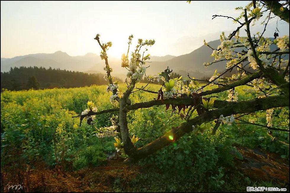 【春天，广西桂林灌阳县向您发出邀请！】长坪村油菜盛情花开 - 游山玩水 - 雅安生活社区 - 雅安28生活网 ya.28life.com