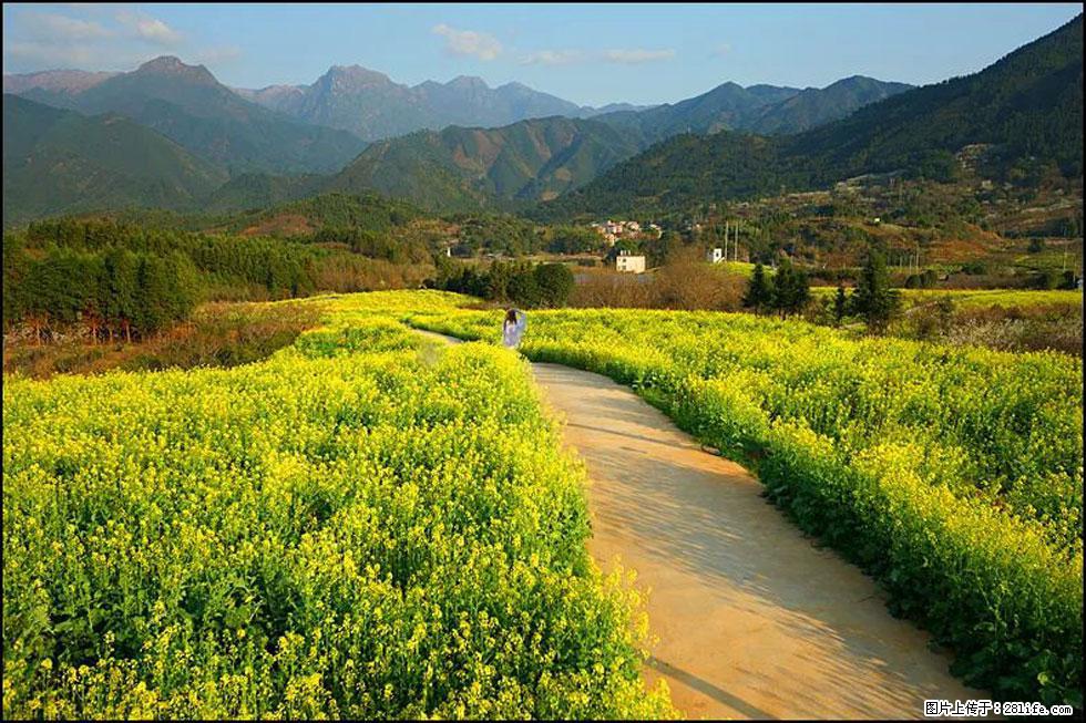 【春天，广西桂林灌阳县向您发出邀请！】长坪村油菜盛情花开 - 游山玩水 - 雅安生活社区 - 雅安28生活网 ya.28life.com