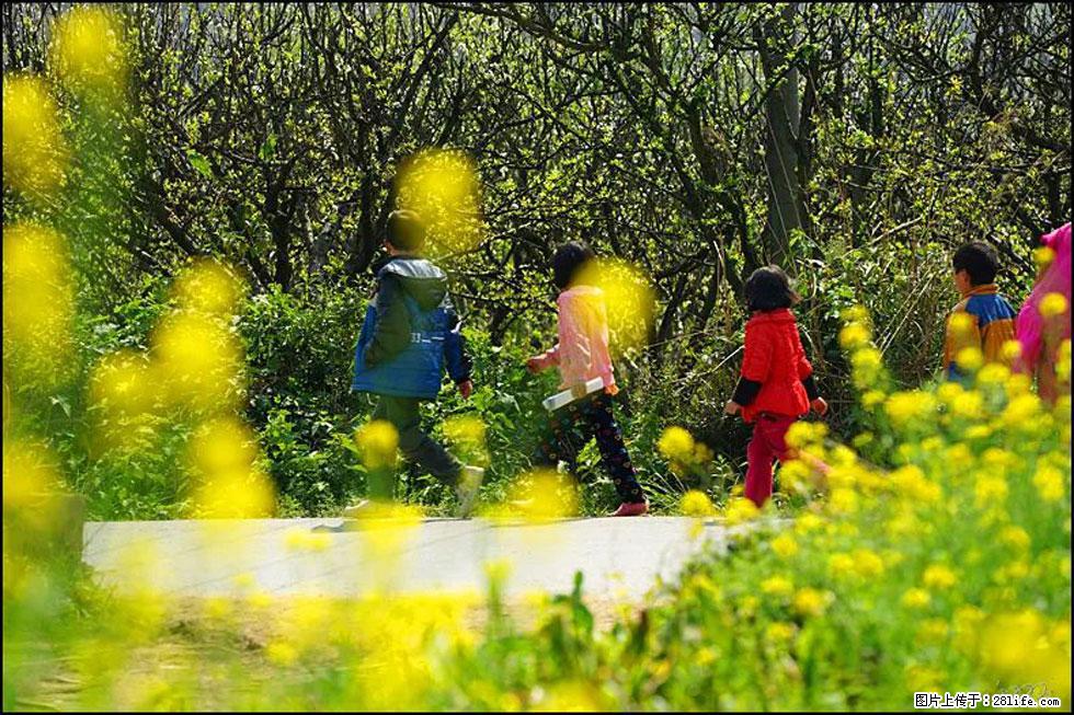 【春天，广西桂林灌阳县向您发出邀请！】长坪村油菜盛情花开 - 游山玩水 - 雅安生活社区 - 雅安28生活网 ya.28life.com