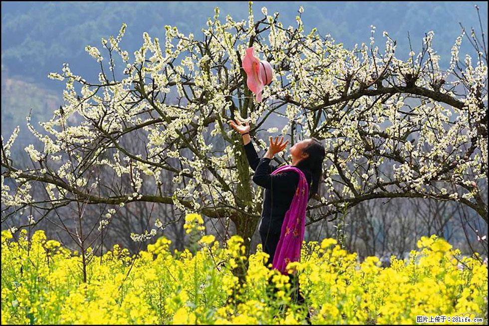 【春天，广西桂林灌阳县向您发出邀请！】长坪村油菜盛情花开 - 游山玩水 - 雅安生活社区 - 雅安28生活网 ya.28life.com