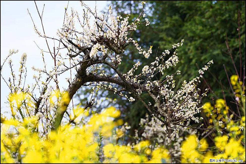 【春天，广西桂林灌阳县向您发出邀请！】长坪村油菜盛情花开 - 游山玩水 - 雅安生活社区 - 雅安28生活网 ya.28life.com