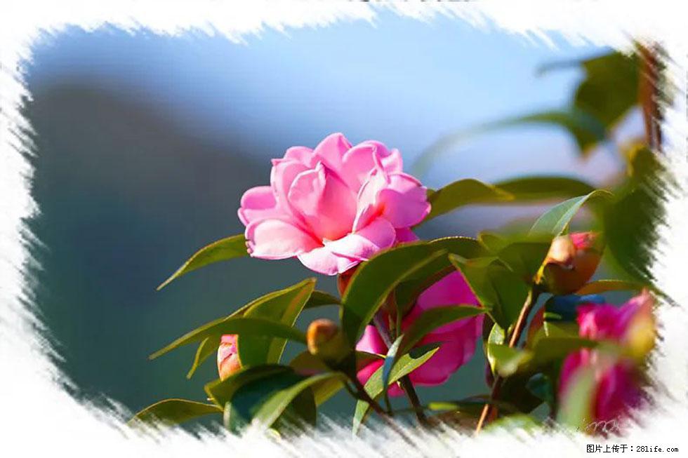 【春天,广西桂林灌阳县向您发出邀请!】杨柳井茶花惹人爱 - 游山玩水 - 雅安生活社区 - 雅安28生活网 ya.28life.com