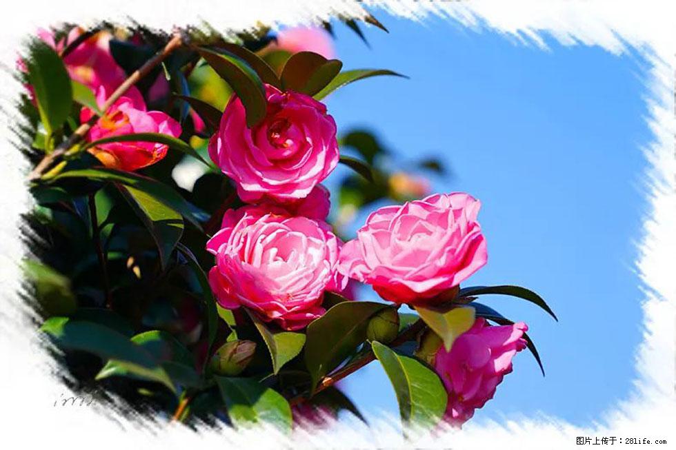 【春天,广西桂林灌阳县向您发出邀请!】杨柳井茶花惹人爱 - 游山玩水 - 雅安生活社区 - 雅安28生活网 ya.28life.com