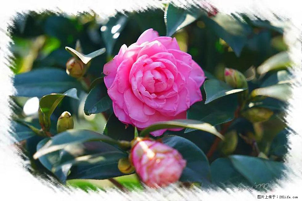 【春天,广西桂林灌阳县向您发出邀请!】杨柳井茶花惹人爱 - 游山玩水 - 雅安生活社区 - 雅安28生活网 ya.28life.com