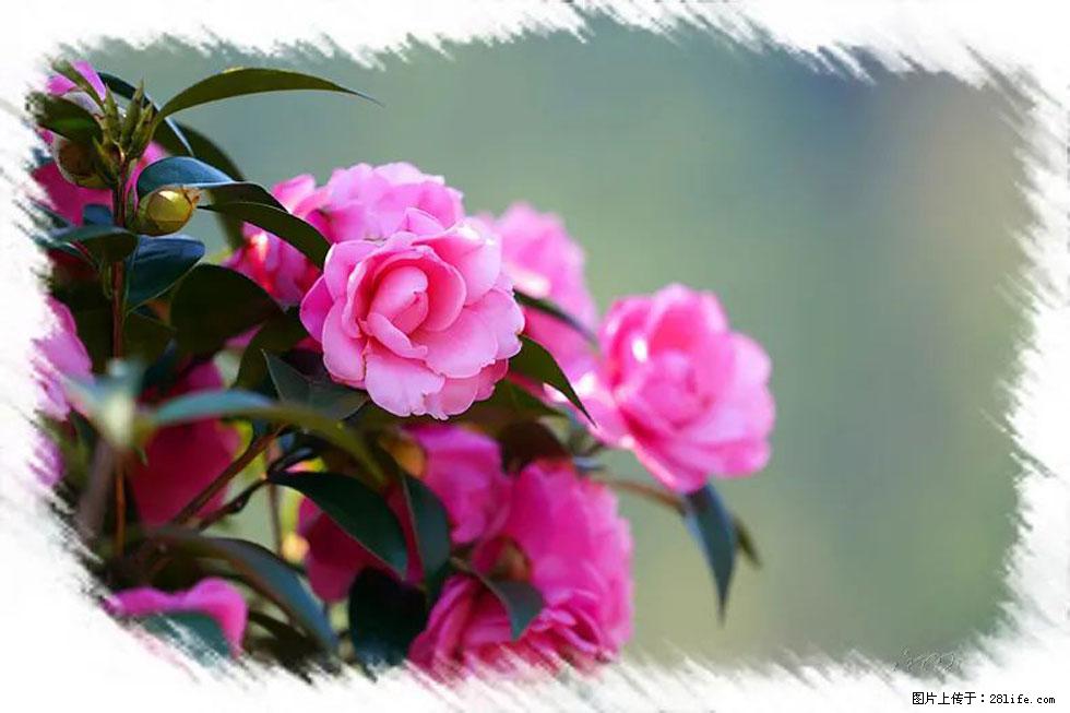 【春天,广西桂林灌阳县向您发出邀请!】杨柳井茶花惹人爱 - 游山玩水 - 雅安生活社区 - 雅安28生活网 ya.28life.com