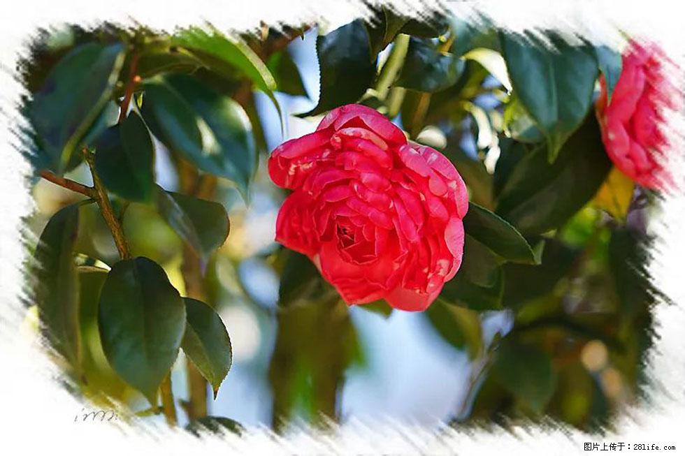 【春天,广西桂林灌阳县向您发出邀请!】杨柳井茶花惹人爱 - 游山玩水 - 雅安生活社区 - 雅安28生活网 ya.28life.com