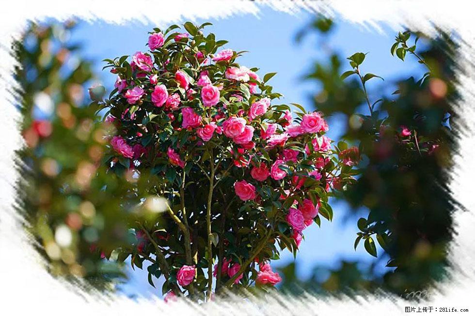 【春天,广西桂林灌阳县向您发出邀请!】杨柳井茶花惹人爱 - 游山玩水 - 雅安生活社区 - 雅安28生活网 ya.28life.com