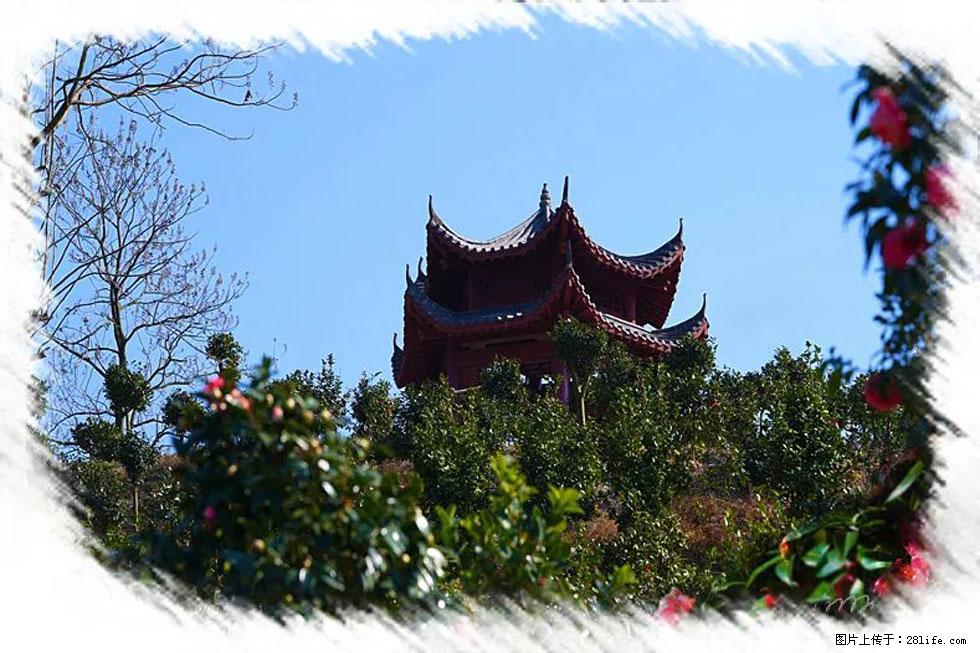 【春天,广西桂林灌阳县向您发出邀请!】杨柳井茶花惹人爱 - 游山玩水 - 雅安生活社区 - 雅安28生活网 ya.28life.com