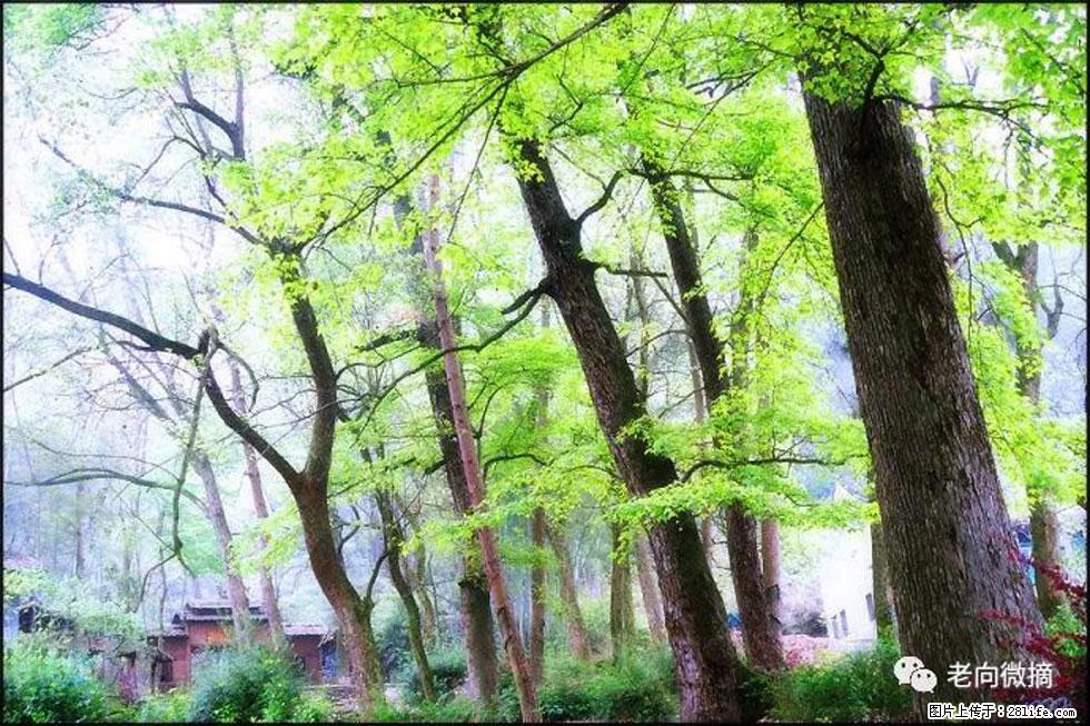 【春天,广西桂林灌阳县向您发出邀请!】在小龙村与春天约会 - 游山玩水 - 雅安生活社区 - 雅安28生活网 ya.28life.com