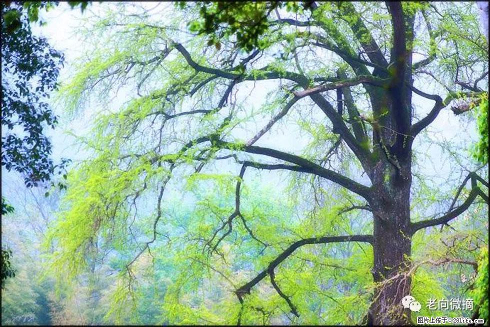 【春天,广西桂林灌阳县向您发出邀请!】在小龙村与春天约会 - 游山玩水 - 雅安生活社区 - 雅安28生活网 ya.28life.com