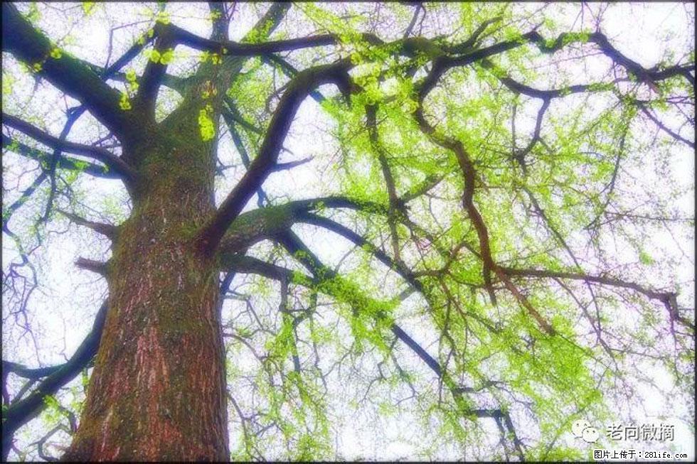 【春天,广西桂林灌阳县向您发出邀请!】在小龙村与春天约会 - 游山玩水 - 雅安生活社区 - 雅安28生活网 ya.28life.com