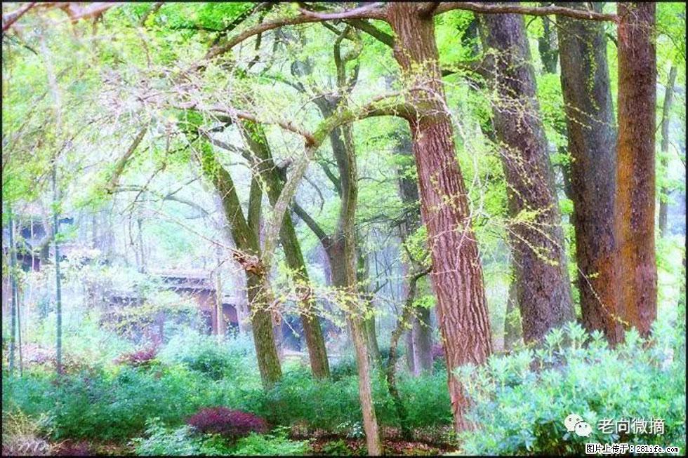 【春天,广西桂林灌阳县向您发出邀请!】在小龙村与春天约会 - 游山玩水 - 雅安生活社区 - 雅安28生活网 ya.28life.com