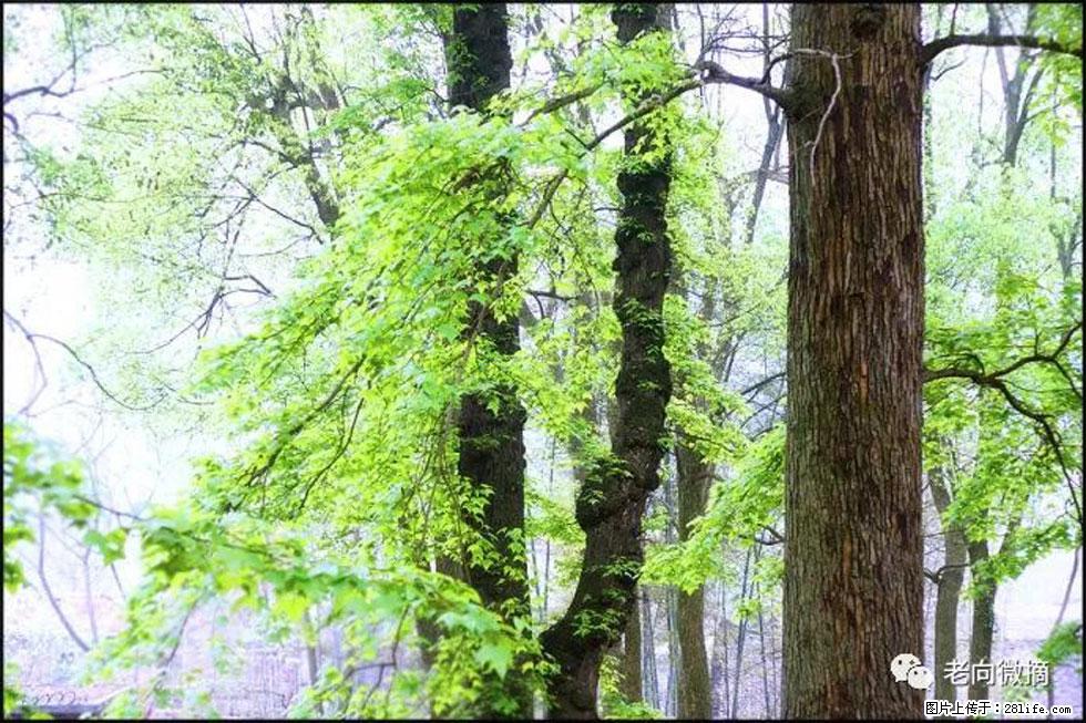 【春天,广西桂林灌阳县向您发出邀请!】在小龙村与春天约会 - 游山玩水 - 雅安生活社区 - 雅安28生活网 ya.28life.com