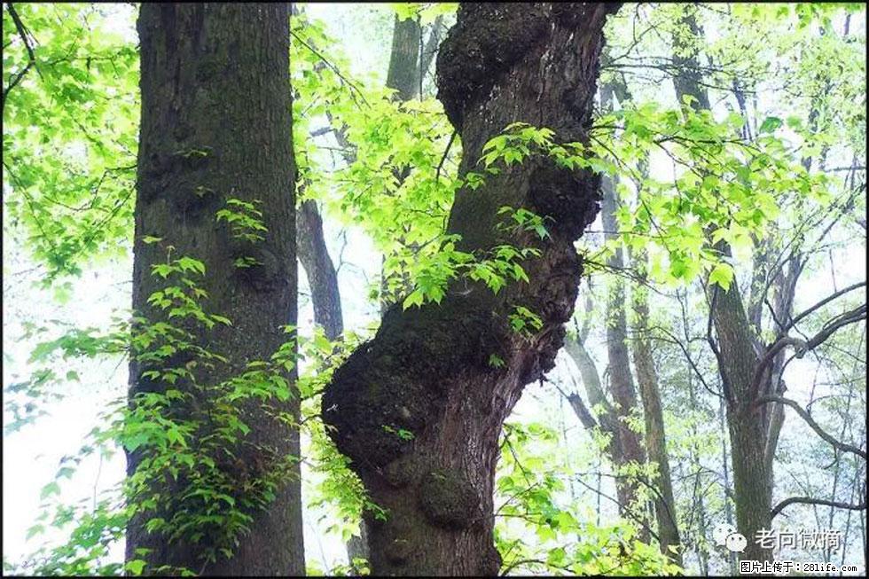 【春天,广西桂林灌阳县向您发出邀请!】在小龙村与春天约会 - 游山玩水 - 雅安生活社区 - 雅安28生活网 ya.28life.com