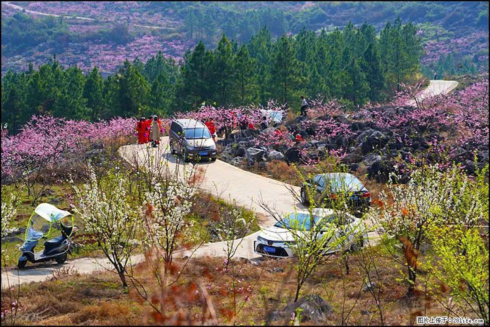 【春天,广西桂林灌阳县向您发出邀请!】望月岭上桃花开 - 游山玩水 - 雅安生活社区 - 雅安28生活网 ya.28life.com