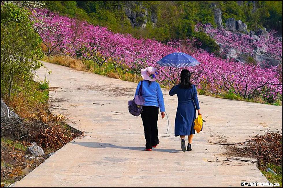 【春天,广西桂林灌阳县向您发出邀请!】望月岭上桃花开 - 游山玩水 - 雅安生活社区 - 雅安28生活网 ya.28life.com
