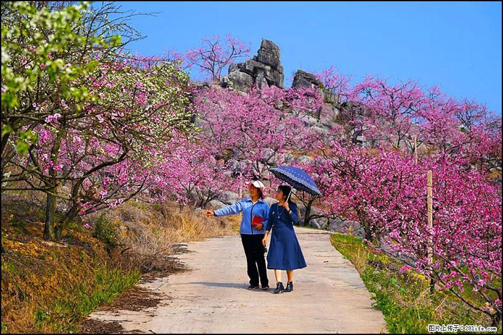 【春天,广西桂林灌阳县向您发出邀请!】望月岭上桃花开 - 游山玩水 - 雅安生活社区 - 雅安28生活网 ya.28life.com
