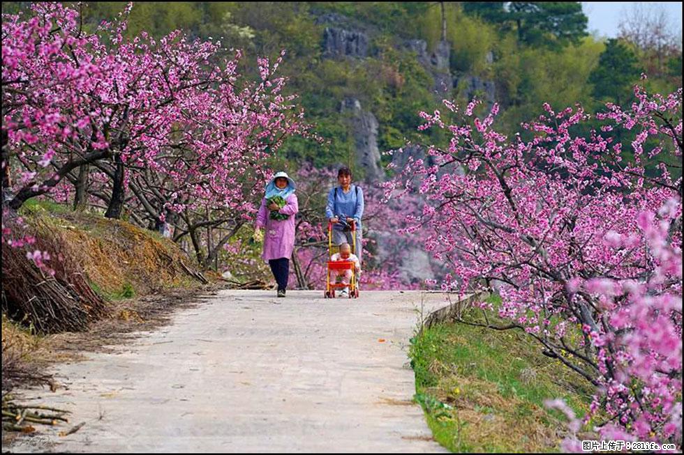 【春天,广西桂林灌阳县向您发出邀请!】望月岭上桃花开 - 游山玩水 - 雅安生活社区 - 雅安28生活网 ya.28life.com