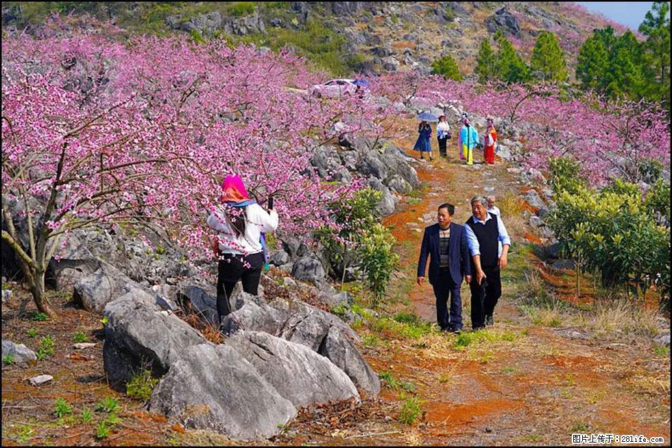 【春天,广西桂林灌阳县向您发出邀请!】望月岭上桃花开 - 游山玩水 - 雅安生活社区 - 雅安28生活网 ya.28life.com