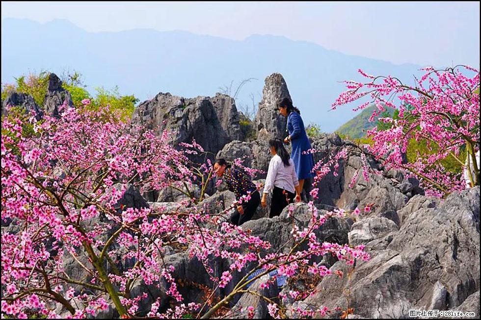 【春天,广西桂林灌阳县向您发出邀请!】望月岭上桃花开 - 游山玩水 - 雅安生活社区 - 雅安28生活网 ya.28life.com