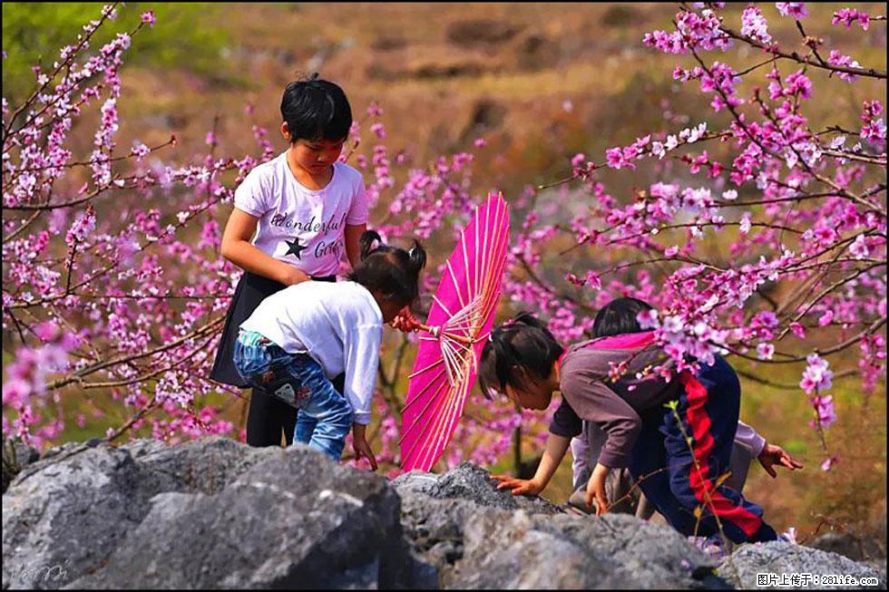 【春天,广西桂林灌阳县向您发出邀请!】望月岭上桃花开 - 游山玩水 - 雅安生活社区 - 雅安28生活网 ya.28life.com