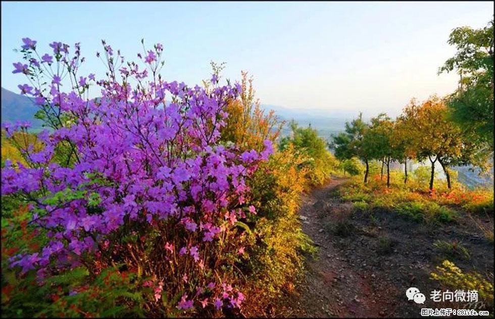 【春天,广西桂林灌阳县向您发出邀请!】登麒麟山,相约映山红 - 游山玩水 - 雅安生活社区 - 雅安28生活网 ya.28life.com