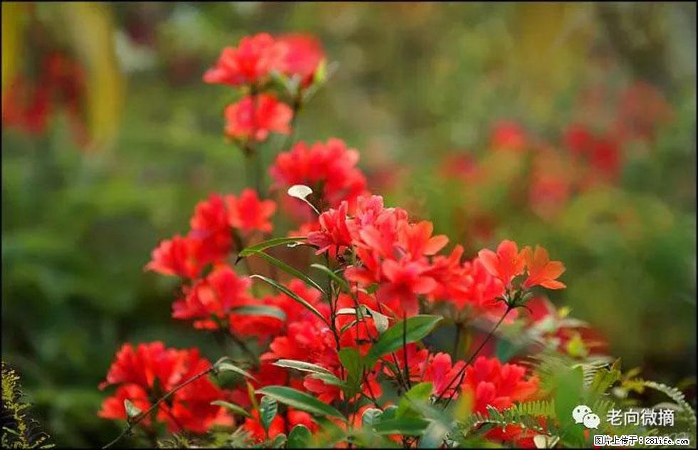 【春天,广西桂林灌阳县向您发出邀请!】登麒麟山,相约映山红 - 游山玩水 - 雅安生活社区 - 雅安28生活网 ya.28life.com